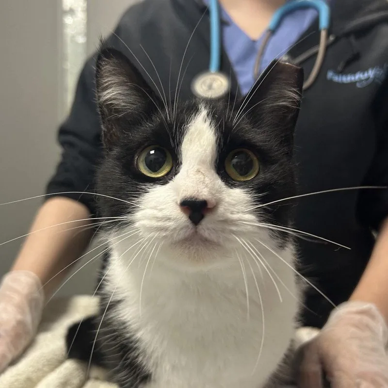 An adult medium-sized female Black & White / Tuxedo Domestic Short Hair cat named Daisy for adoption in New Castle, DE