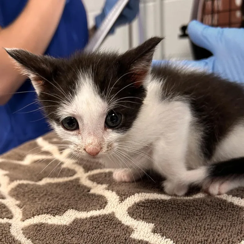 A baby small-sized male White Domestic Short Hair cat named Chai for adoption in Greenville, SC