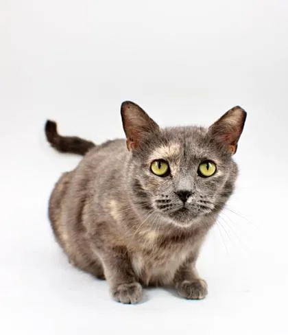 An adult small-sized female Domestic Short Hair cat named Stormy for adoption in Morton Grove, IL