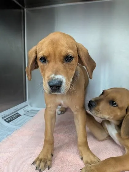 A baby small-sized female Mixed Breed dog named Freya for adoption in Louisburg, NC