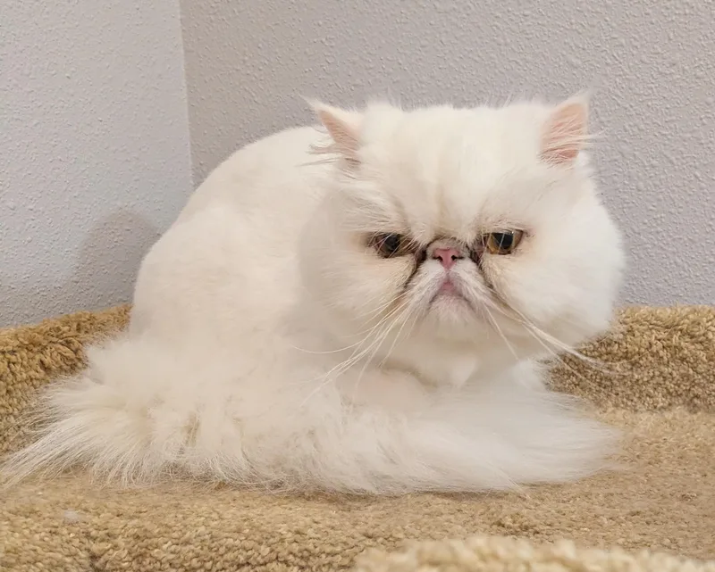 Patty Cakes thumbnail 2