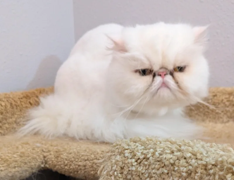 Patty Cakes thumbnail 3