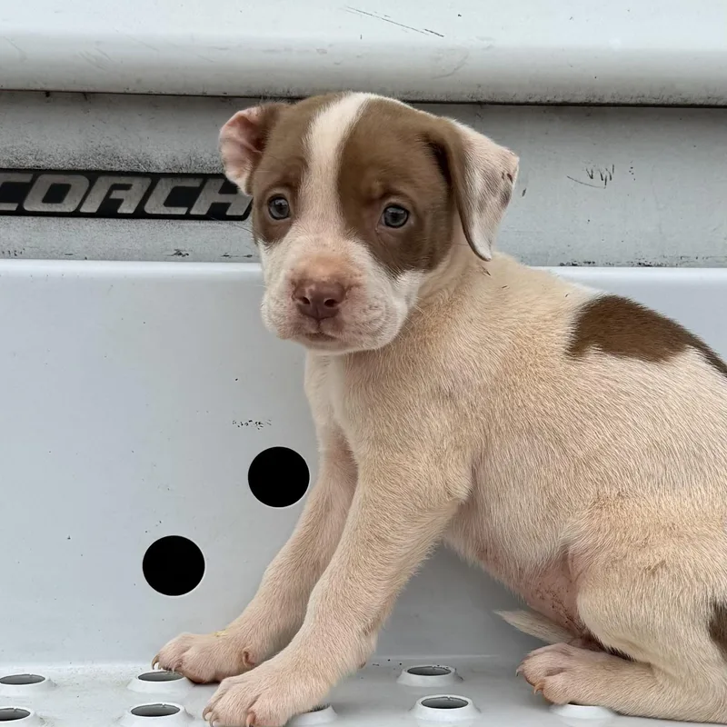 A baby medium-sized male Brown / Chocolate Pit Bull Terrier dog named Roy for adoption in Columbia, SC