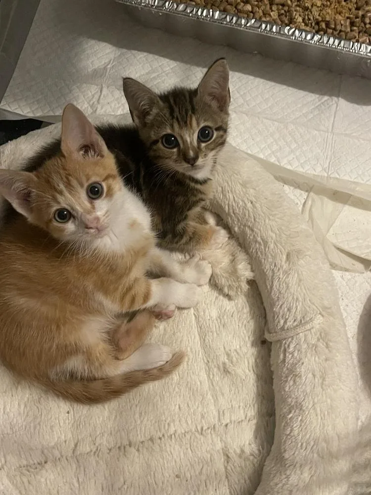 A baby small-sized male Tabby (Orange / Red) Domestic Short Hair cat named Tofu for adoption in Salisbury, NC