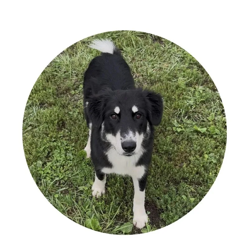 A young large-sized female Border Collie dog named Annabelle for adoption in Minneapolis, MN