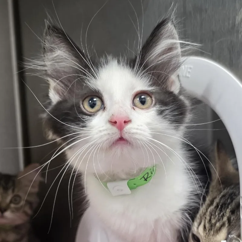 A baby small-sized male Black Domestic Medium Hair cat named Rinky for adoption in Fort Wayne, IN