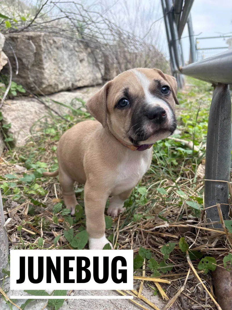 A baby medium-sized female White / Cream Mixed Breed dog named Junebug for adoption in Manhattan, KS
