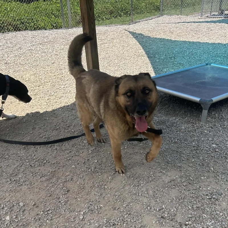 An adult large-sized male Brown / Chocolate Mixed Breed dog named Hayes for adoption in Auburn, AL
