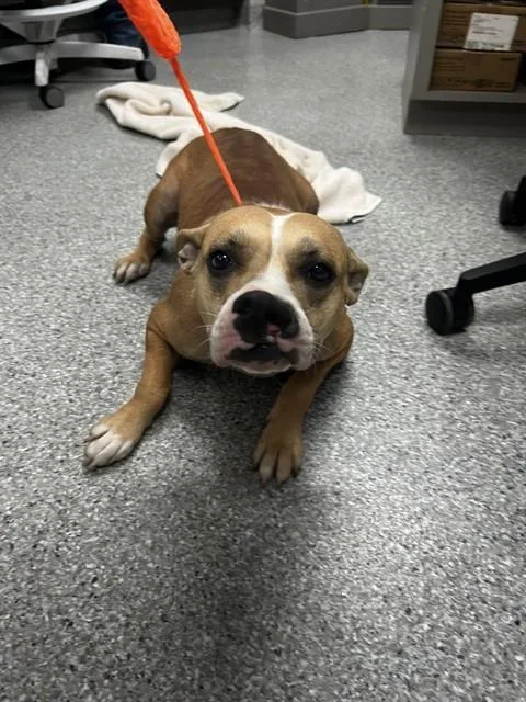 An adult medium-sized female Pit Bull Terrier dog named Hope for adoption in Pasadena, TX