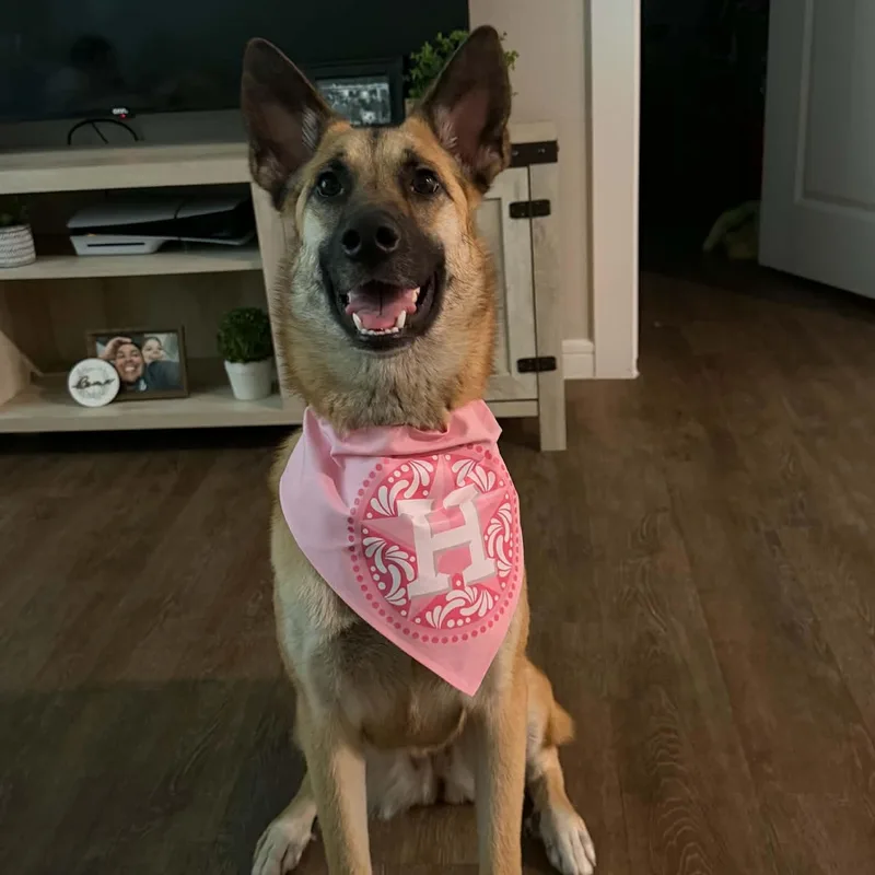 A young medium-sized female Yellow / Tan / Blond / Fawn German Shepherd Dog dog named Rosie for adoption in Richmond, TX