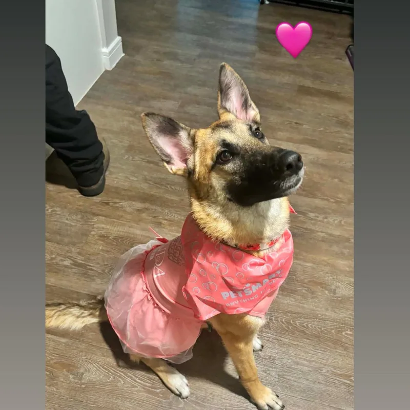 Rosie thumbnail 4