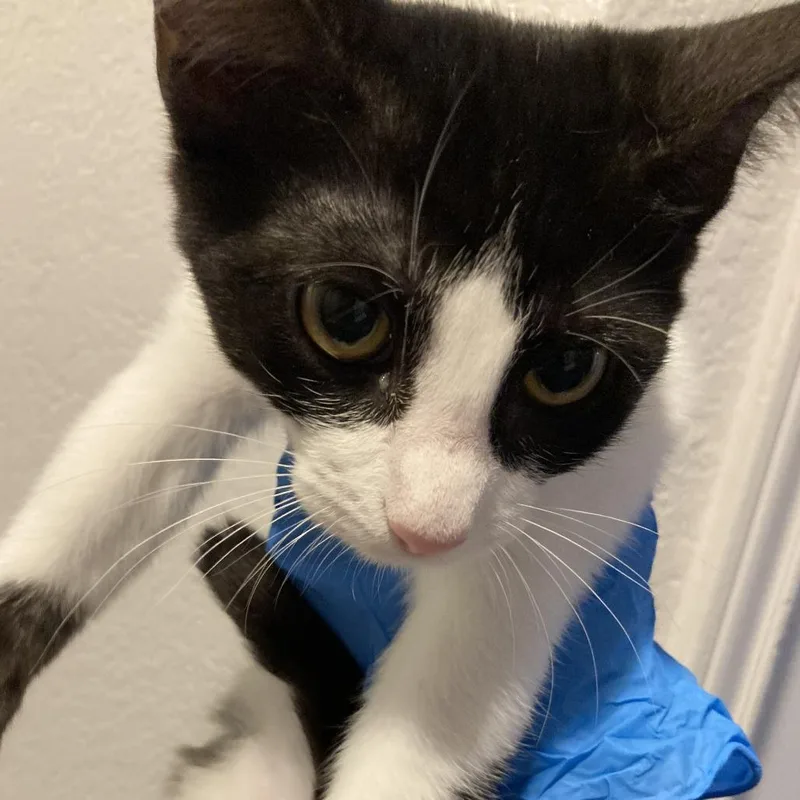 A baby small-sized female Brown / Chocolate Domestic Short Hair cat named Queso for adoption in Midland, TX