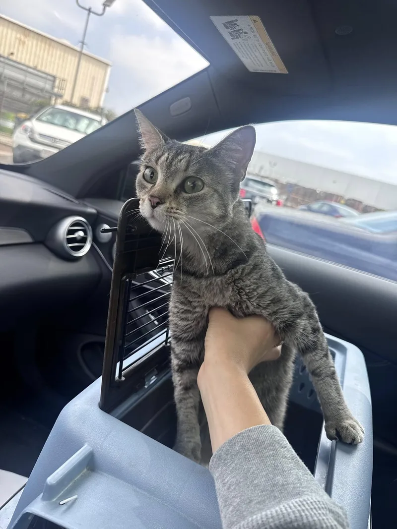 An adult medium-sized female Gray / Blue / Silver Tabby cat named Sally for adoption in Beverly Hills, CA