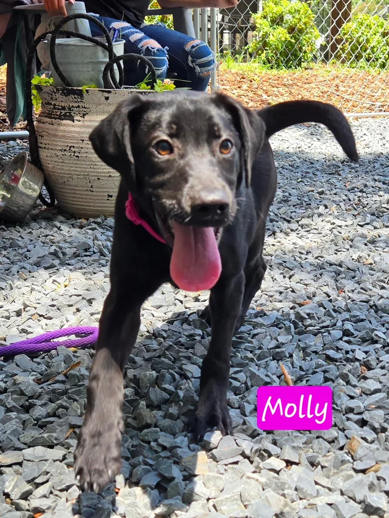 A baby large-sized female Black Labrador Retriever dog named Molly for adoption in Albemarle, NC