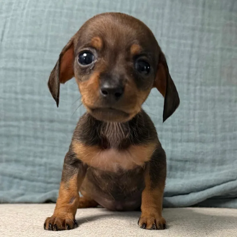 Andouille