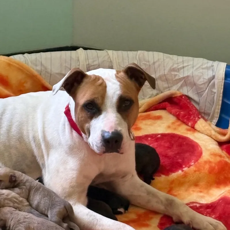 An adult medium-sized female White / Cream Pit Bull Terrier dog named Nonna Rosa for adoption in Austin, TX