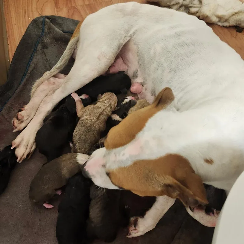 Nonna Rosa thumbnail 2