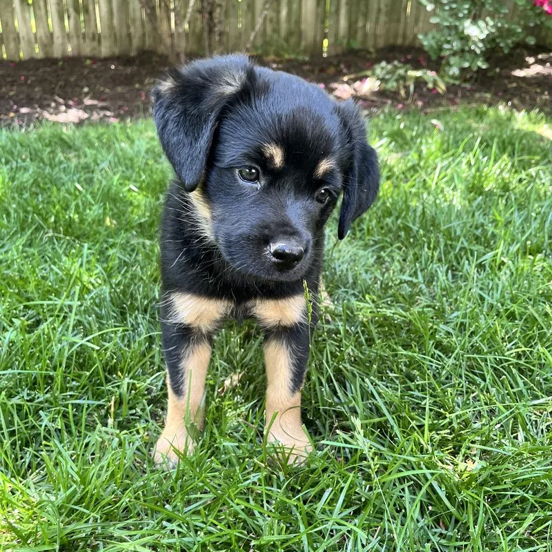 A baby small-sized female Black Hound dog named Mia Pup: Birdie for adoption in Falls Church, VA