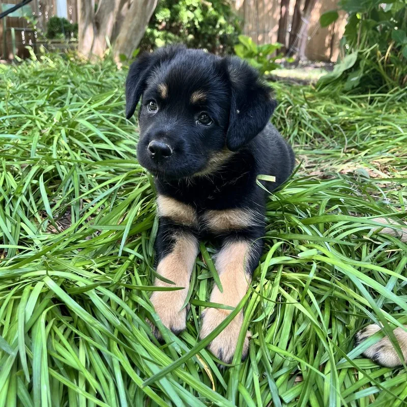 Mia Pup: Birdie thumbnail 3