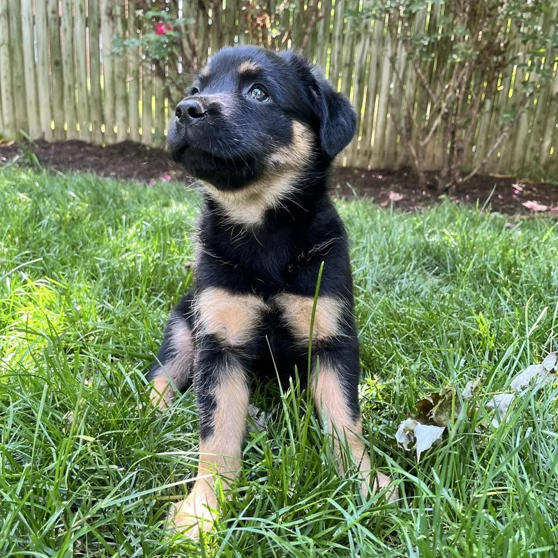 Mia Pup: Birdie thumbnail 4
