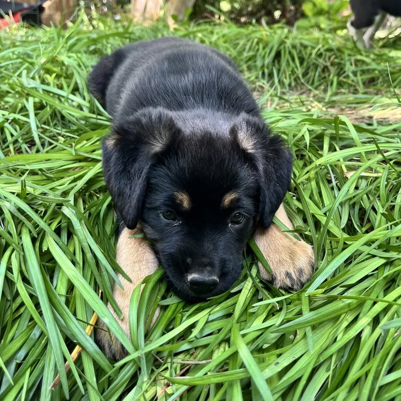 Mia Pup: Birdie thumbnail 5