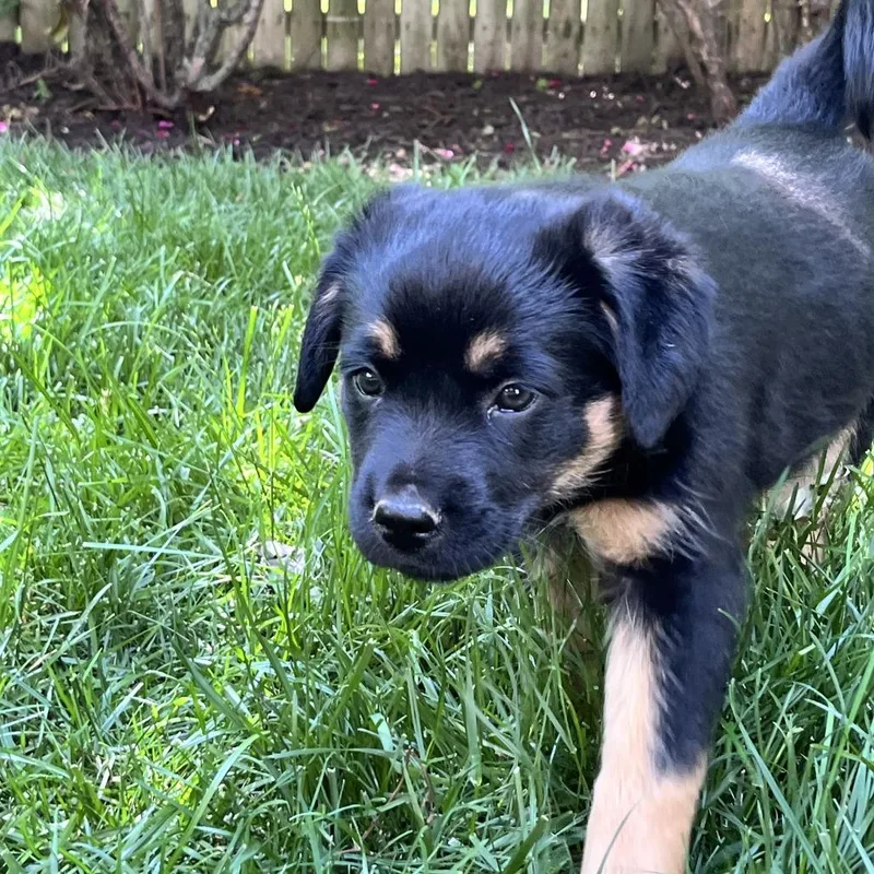 Mia Pup: Birdie thumbnail 6