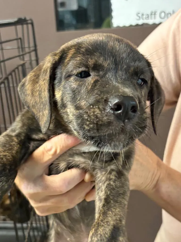 A baby medium-sized male American Bulldog dog named Squirrel for adoption in Nacogdoches, TX