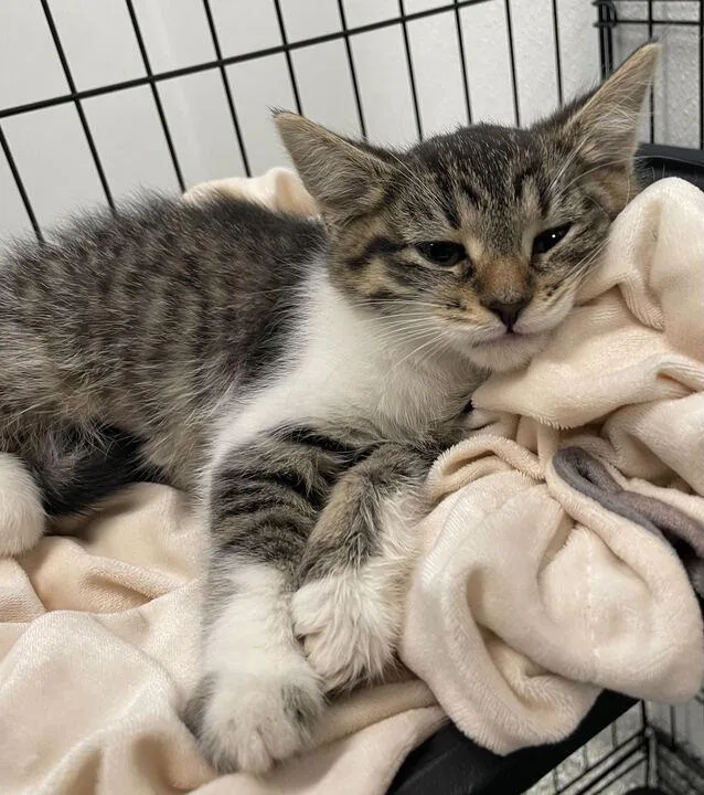 A baby small-sized female Domestic Short Hair cat named Gummy Bear for adoption in Jackson, MI