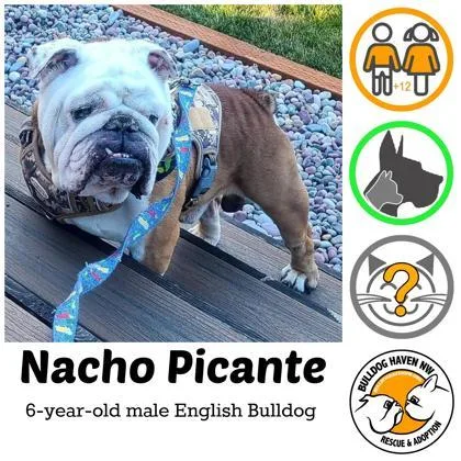An adult medium-sized male Red / Chestnut / Orange English Bulldog dog named Nacho Picante for adoption in Bonney Lake, WA