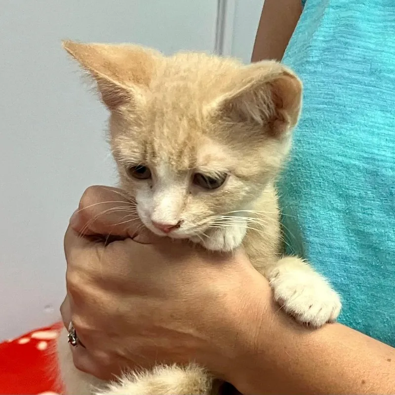 A baby medium-sized male Buff / Tan / Fawn Domestic Short Hair cat named Sylvester for adoption in Gastonia, NC