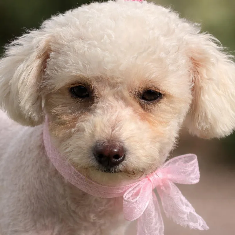 A young small-sized female Poodle dog named Mindy: Ready For Her for adoption in Hondo, TX
