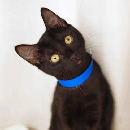 A baby small-sized male Black Domestic Short Hair cat named Gus for adoption in Atlanta, GA