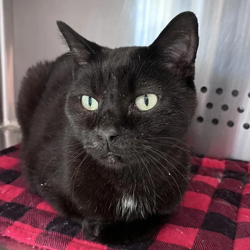 An adult medium-sized male Black Domestic Short Hair cat named Midnite for adoption in Washburn, MO