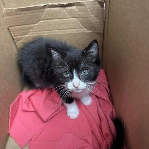 A baby small-sized female Black Domestic Short Hair cat named Aliyah for adoption in Indianapolis, IN
