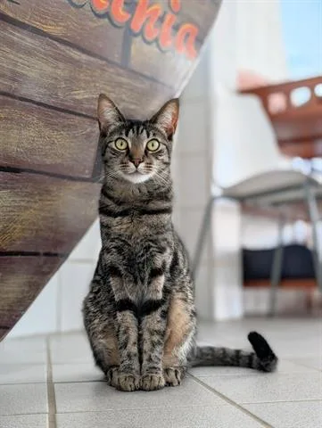 A young small-sized female Domestic Short Hair cat named Tilly for adoption in Canfield, OH