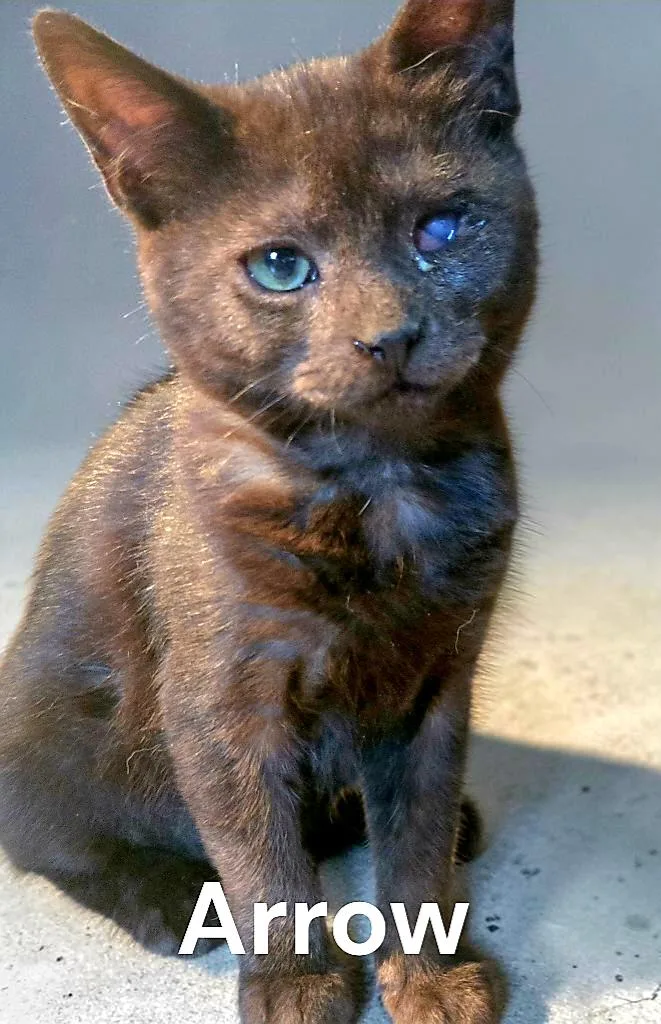 A baby medium-sized female Black Domestic Short Hair cat named Arrow for adoption in Weems, VA