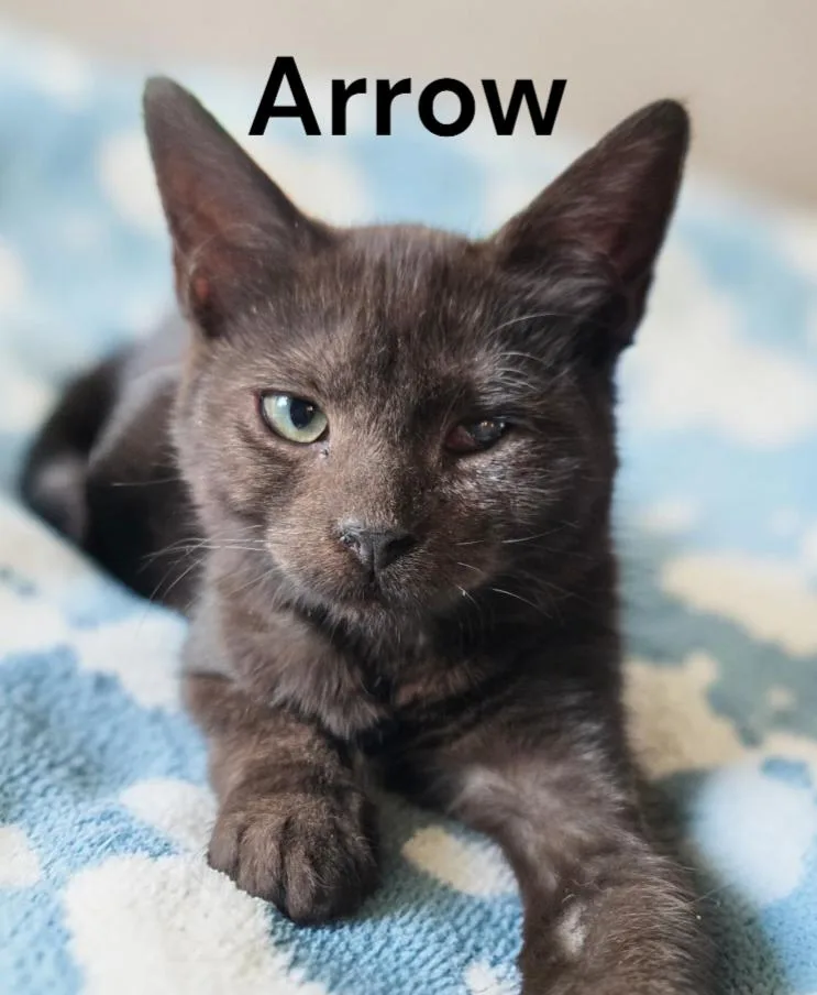 Arrow thumbnail 2