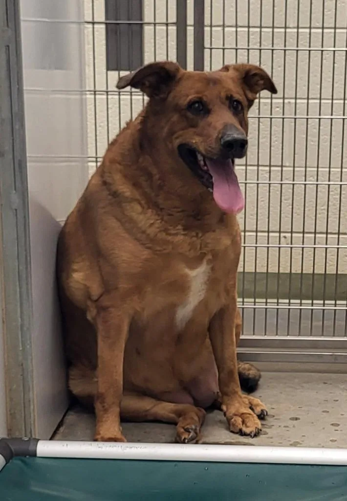 An adult extra large-sized female Retriever dog named Penny for adoption in Winder, GA