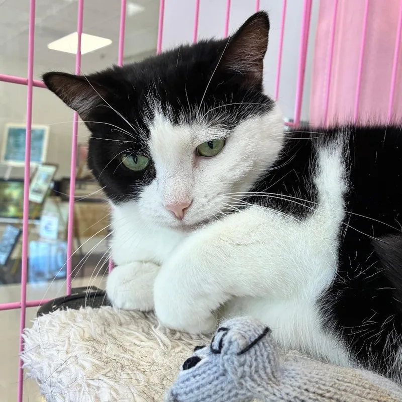 A senior medium-sized female Black Domestic Short Hair cat named Miss M for adoption in Dayton, OH