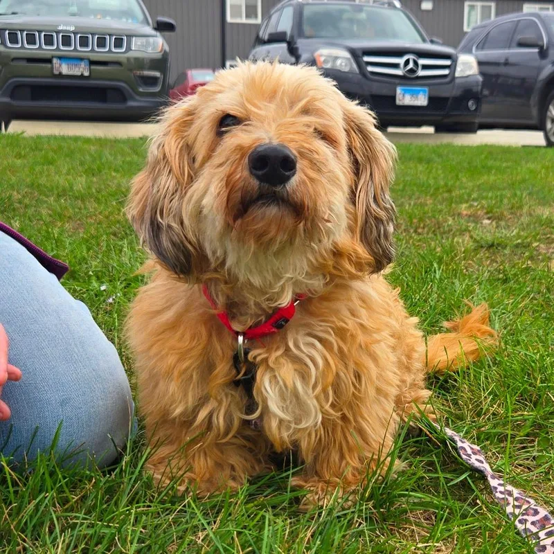 A senior small-sized male Yellow / Tan / Blond / Fawn Miniature Poodle dog named Lil Boy for adoption in Champaign, IL