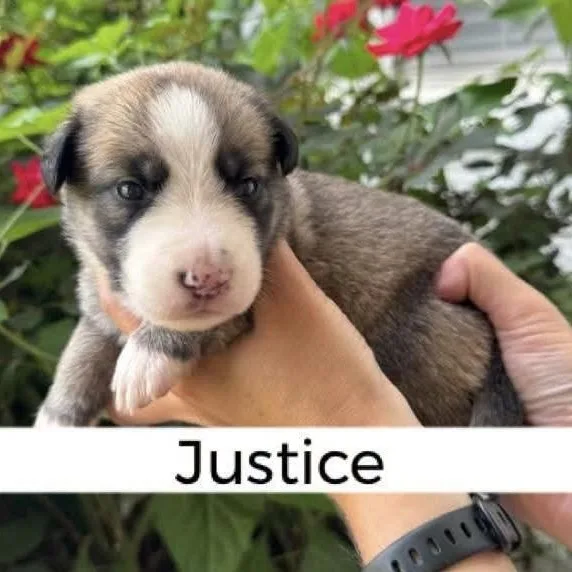 Justice
