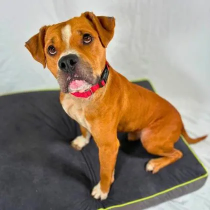 An adult medium-sized male Terrier dog named Koi for adoption in Gastonia, NC