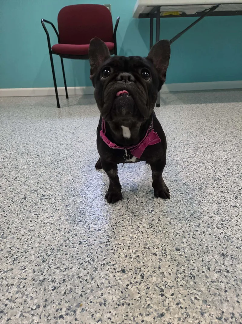 An adult small-sized female French Bulldog dog named Nellie for adoption in Hutchinson, MN