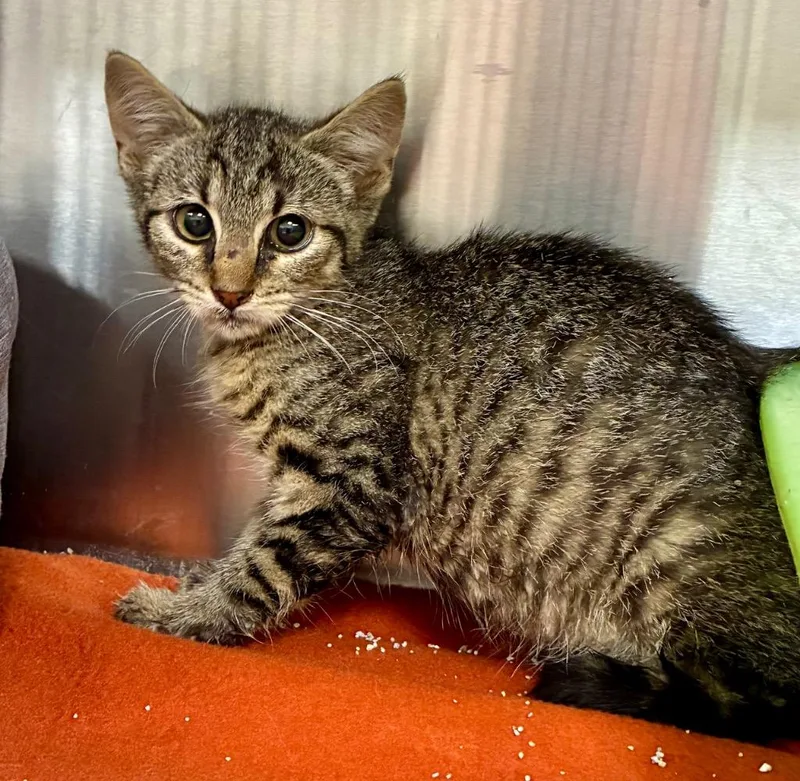 A baby medium-sized male Domestic Short Hair cat named Billy for adoption in Greeneville, TN