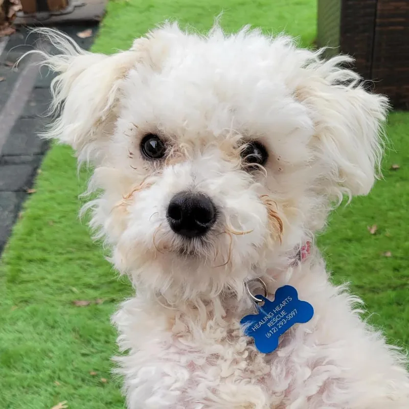 Poecilla thumbnail 2