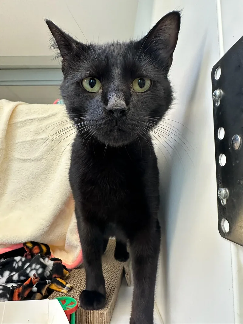 A young medium-sized male Black Domestic Short Hair cat named Captain for adoption in Manassas, VA