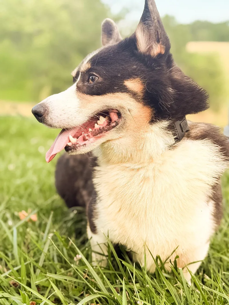 A young small-sized male Tricolor (Brown, Black, & White) Corgi dog named Willy for adoption in Gradyville, KY