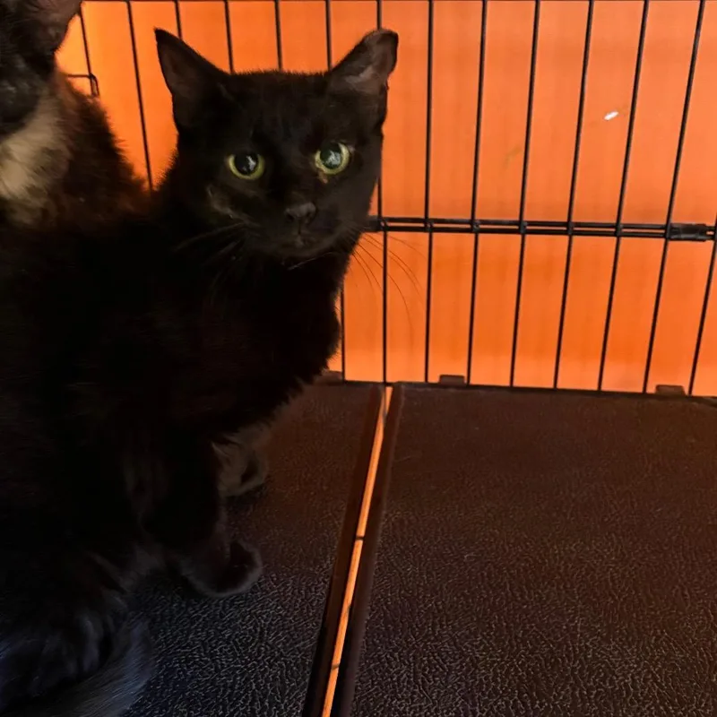 An adult medium-sized female Black Domestic Medium Hair cat named Gumball for adoption in Branford, CT