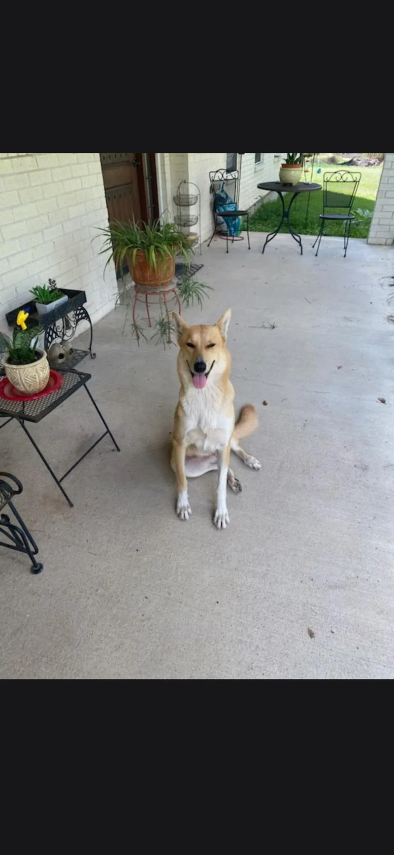 A young medium-sized female Shepherd dog named Lady Bug for adoption in Houston, TX