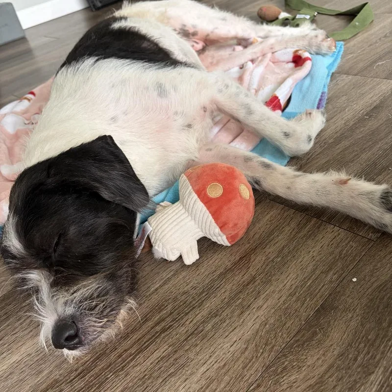 An adult medium-sized female White / Cream Mixed Breed dog named Tori for adoption in Shawnee, KS